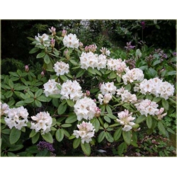 Rododendron Gartendirektor Rieger 5 lat Row4