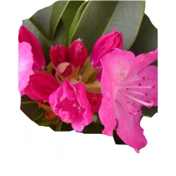 Rododendron Germania Ro34