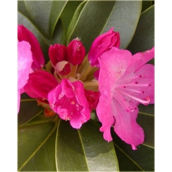 Rododendron Germania 5 lat Ro34