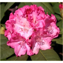 Rododendron Germania 5 lat Ro34