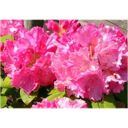 Rododendron Germania 5 lat Ro34