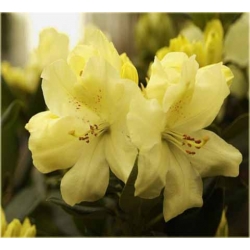 Rododendron Goldbukett 5 lat Ro21