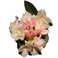 Rododendron Golden Torch Roj8