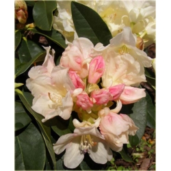 Rododendron Golden Torch 5 lat Roj8