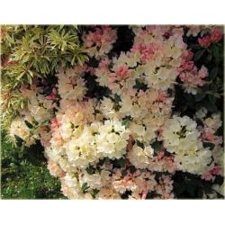 Rododendron Golden Torch 5 lat Roj8
