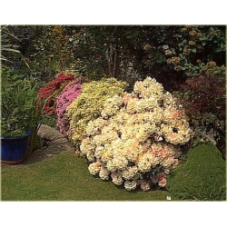 Rododendron Golden Torch 5 lat Roj8