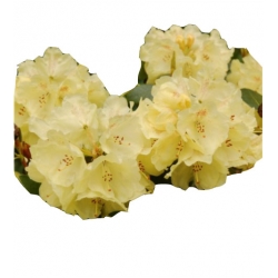 Rododendron Goldkrone Ro35