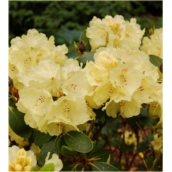 Rododendron Goldkrone 5 lat Ro35