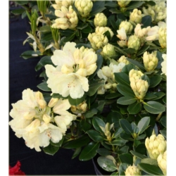 Rododendron Goldkrone 5 lat Ro35