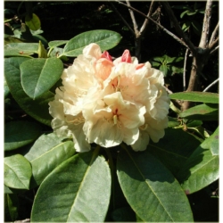 Rododendron Goldkrone 5 lat Ro35