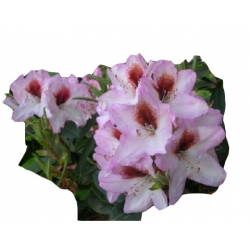 Rododendron Graffito Ro36