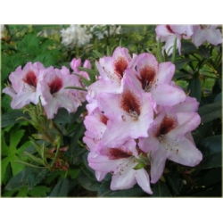 Rododendron Graffito 5 lat Ro36