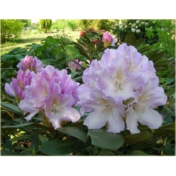 Rododendron Graffito 5 lat Ro36