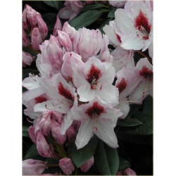 Rododendron Graffito 5 lat Ro36