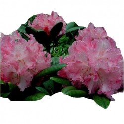 Rododendron Gunborg Roj9