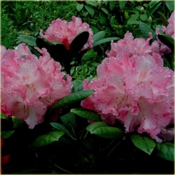 Rododendron Gunborg 5 lat Roj9