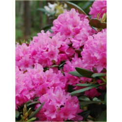 Rododendron Haaga 5 lat Ro37