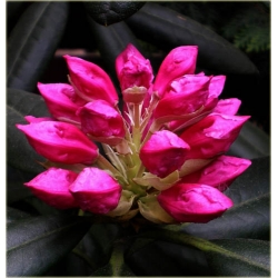 Rododendron Haaga 5 lat Ro37