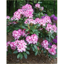 Rododendron Hachmans Charmant Ro38