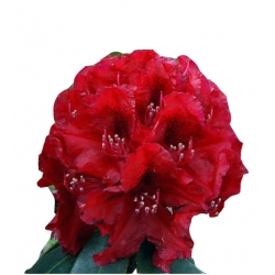 Rododendron Hachmans Feuerschein Ro39 Podstawowe dane Przypisane kategorie Opis Krótki opis Dane Zdjęcia produktu Dodat