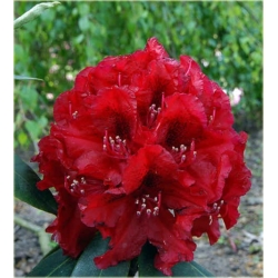 Rododendron Hachmans Feuerschein 5 lat Ro39