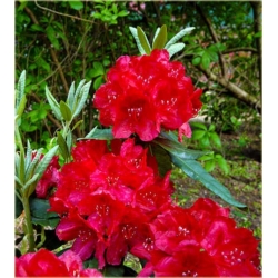 Rododendron Hachmans Feuerschein 5 lat Ro39