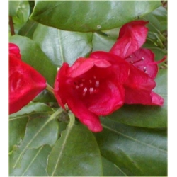 Rododendron Hachmans Feuerschein 5 lat Ro39