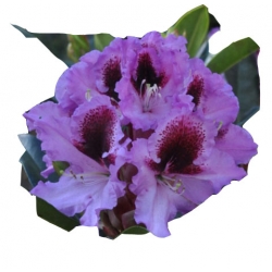 Rododendron Humboldt Ro42