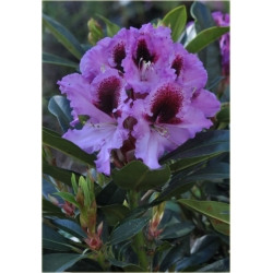 Rododendron Humboldt 5 lat Ro42