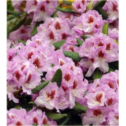 Rododendron Humboldt 5 lat Ro42