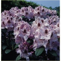Rododendron Humboldt 5 lat Ro42