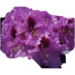 Rododendron Kabarett Ro43