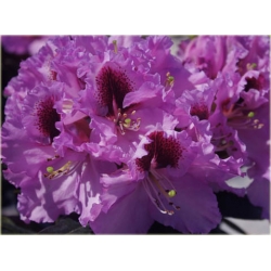 Rododendron Kabarett 5 lat Ro43