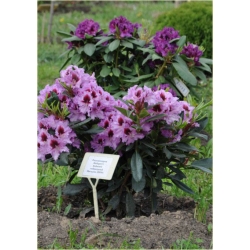 Rododendron Kabarett 5 lat Ro43