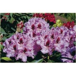 Rododendron Kabarett 5 lat Ro43