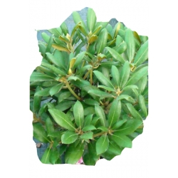 Rododendron Kalinka Roj10