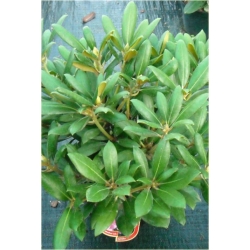 Rododendron Kalinka 5 lat Roj10