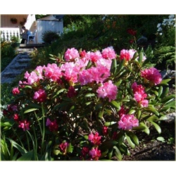 Rododendron Kalinka 5 lat Roj10