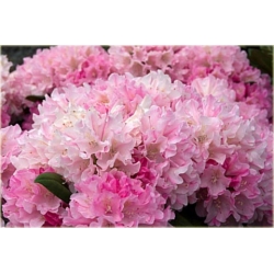 Rododendron Kalinka 5 lat Roj10