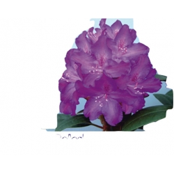Rododendron królewski Bolesław Chrobry fioletowy Rkr1