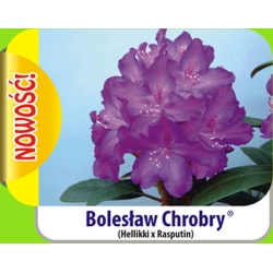 Rododendron królewski Bolesław Chrobry fioletowy Rkr1