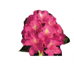 Rododendron królewski Jan III Sobieski jasnoczerwony łatka Rkr6