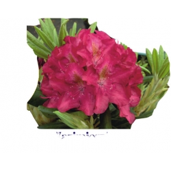 Rododendron królewski Kazimierz Wielki czer-pomar Rkr2