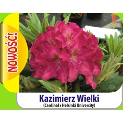 Rododendron Kazimierz Wielki czerwo-pomara Rok2