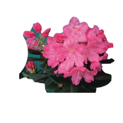 Rododendron królewski Królowa Bona różowy Rkr7