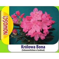 Rododendron Królowa Bona różowe Rok7