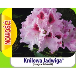 Rododendron królewski Królowa Jadwiga różowo-biały Rkr8