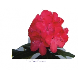 Rododendron królewski Władysław Jagiełło ciemnoczerwony Rkr4