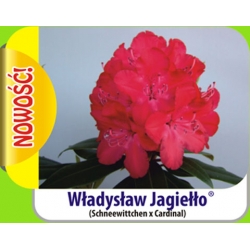 Rododendron Władysław Jagiełło ciem-czerw Rok4