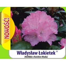 Rododendron Władysław Łokietek różo jaśniej Rok5